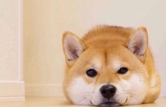 犬のアトピーにパラカゼイ乳酸菌