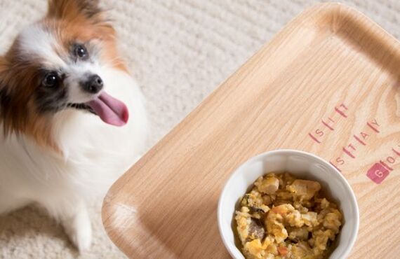愛犬の健康な皮膚を作る食事相談